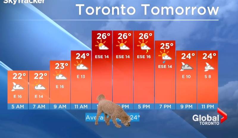 Storm the Weather Dog forecasting the weather for Global News Toronto