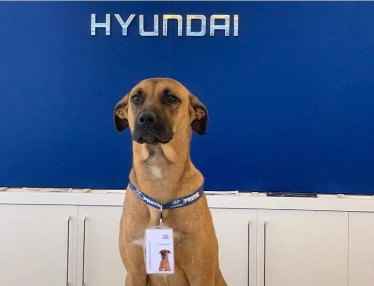 Tucson the stray dog turned Hyundai car salesman