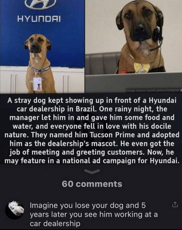 Tucson Prime dog Hyundai car dealership meme