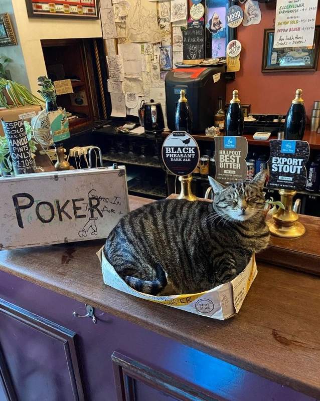 cat sleeping on the bar at Bag O Nails Cat Pub Bristol