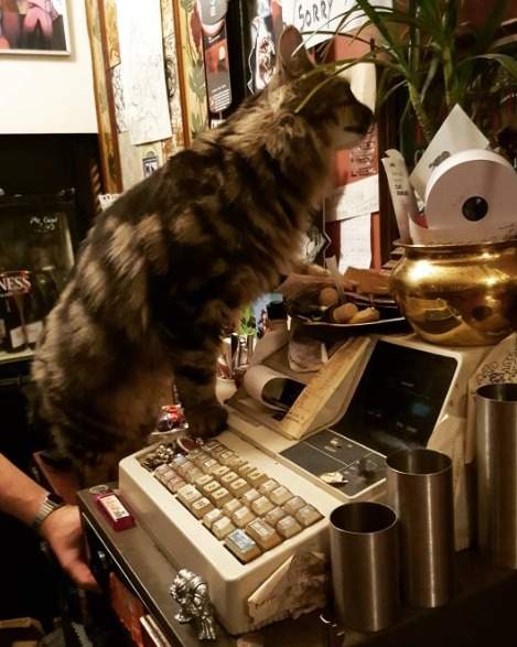 cat working the cash register at Bag O Nails Cat Pub Bristol