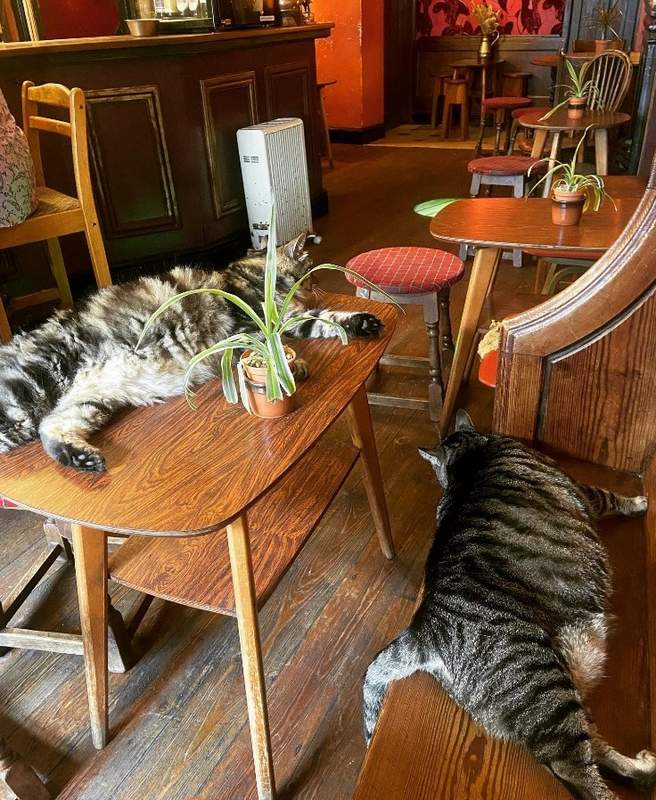 cats lounging at Bag O Nails Cat Pub Bristol