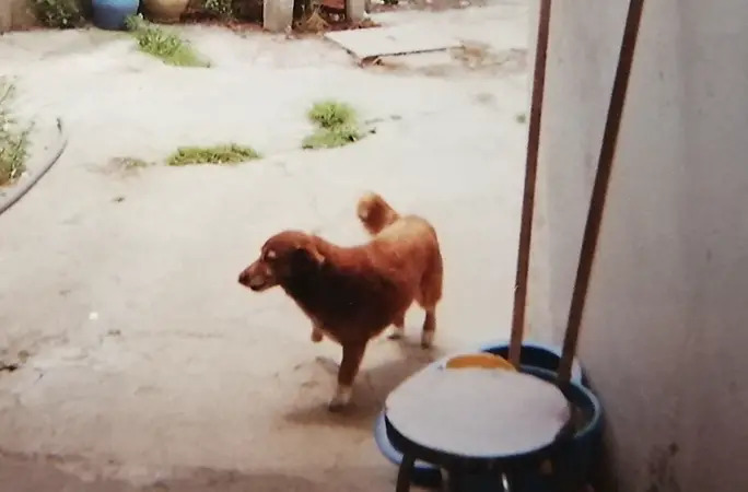 Bobi World's Oldest Dog Passes Away