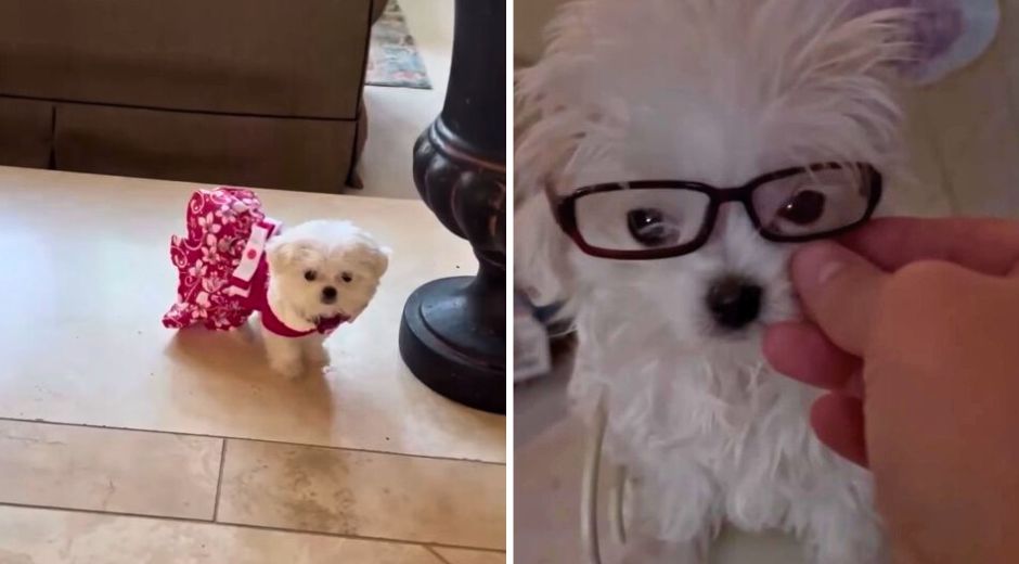 Britney Spears dog Snow's new dress and glasses