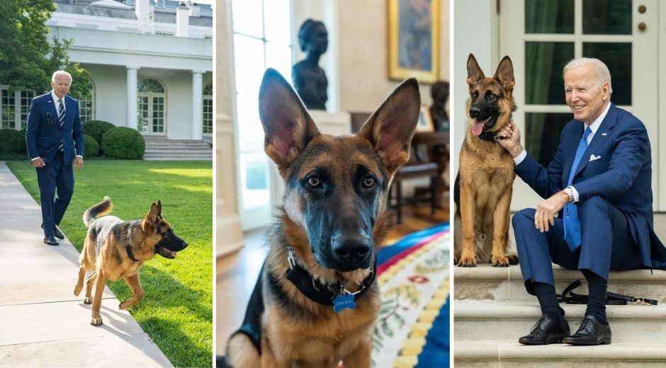 Joe Biden’s Dog Commander Forced To Step Down As First Dog And Leave ...