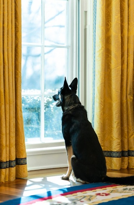 Joe Biden's dog Major who was removed from the White House