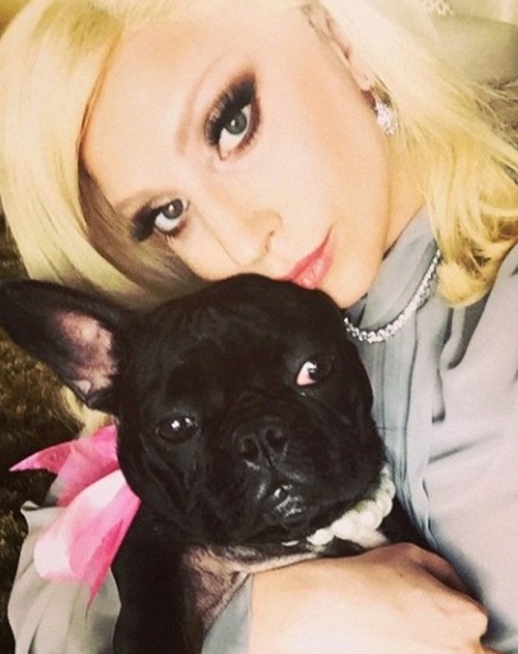 Lady Gaga and her French Bulldog Miss Asia