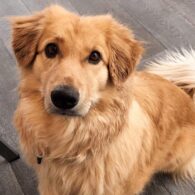 Markiplier's pet Henry