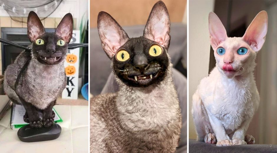 Pixel and Sophie the Cornish Rex Cats are Pure Spooky Season Vibes