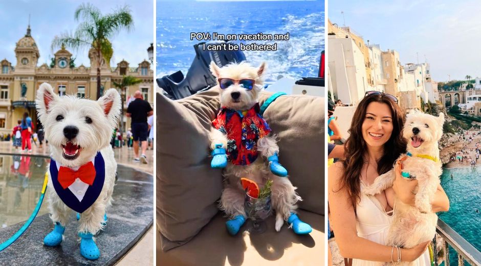 Sami the Westie Is Your Source for Vacation Vibes