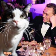 Tom Hiddleston's pet Tom Hiddleston Cat Memes