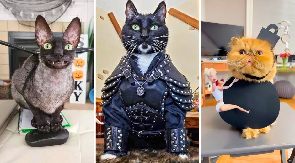 Top 10 Cat Influencer Halloween Costumes on Instagram