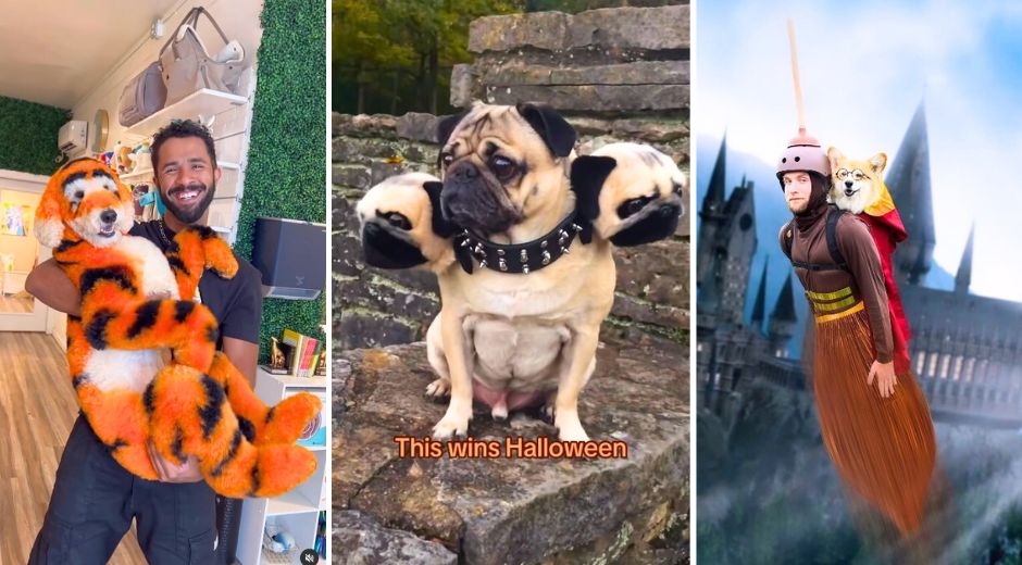 Top 10 Dog Influencer Halloween Costumes on Instagram