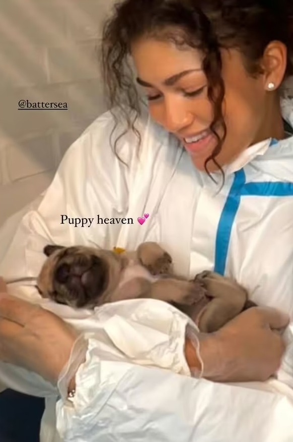 Zendaya Instagram story cuddling rescue puppy at Battersea Dog Shelter in the UK