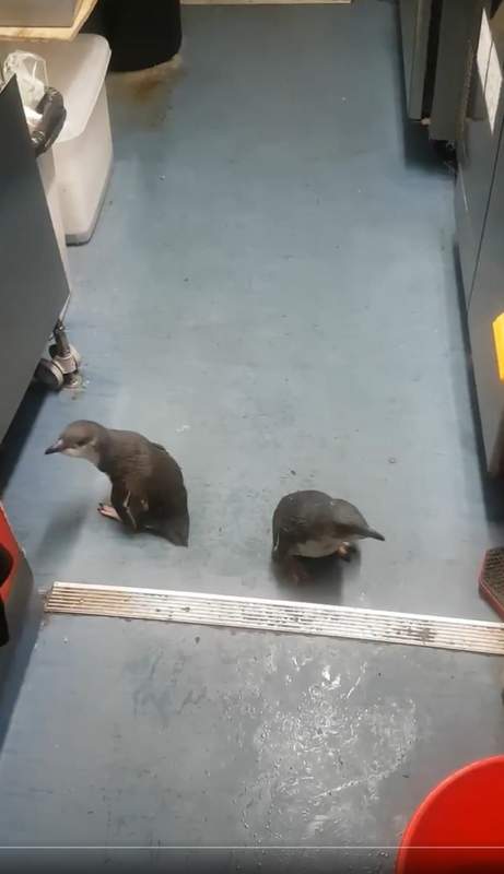 penguin criminals breaking into sushi restaurant in New Zealand