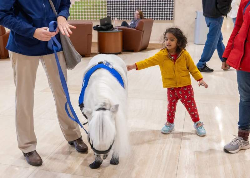 A child petting Munchkin the mini therapy horse at the Mayo Clinic