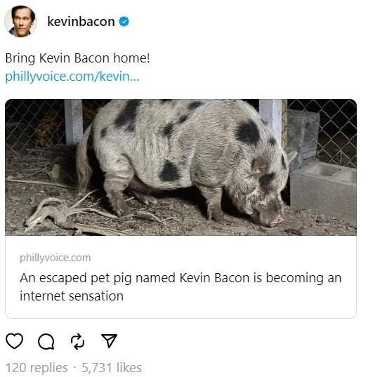Actor Kevin Bacon posting a Thread about missing pig named Kevin Bacon