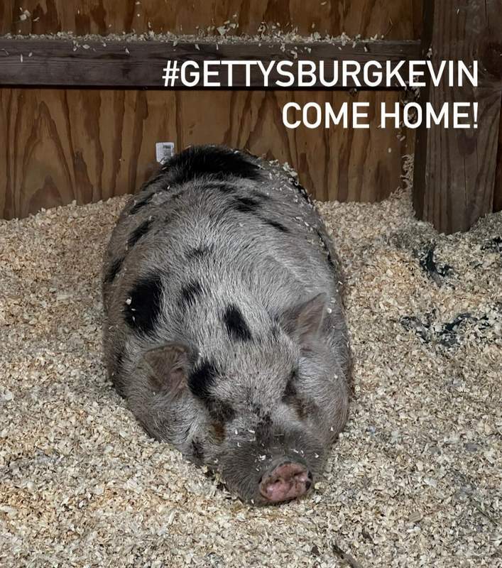 Campaign to find Kevin Bacon the pig
