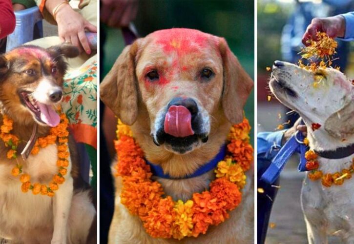 Doggo Day: The Kukur Tihar Is an Annual Hindu Festival That Celebrates Dogs
