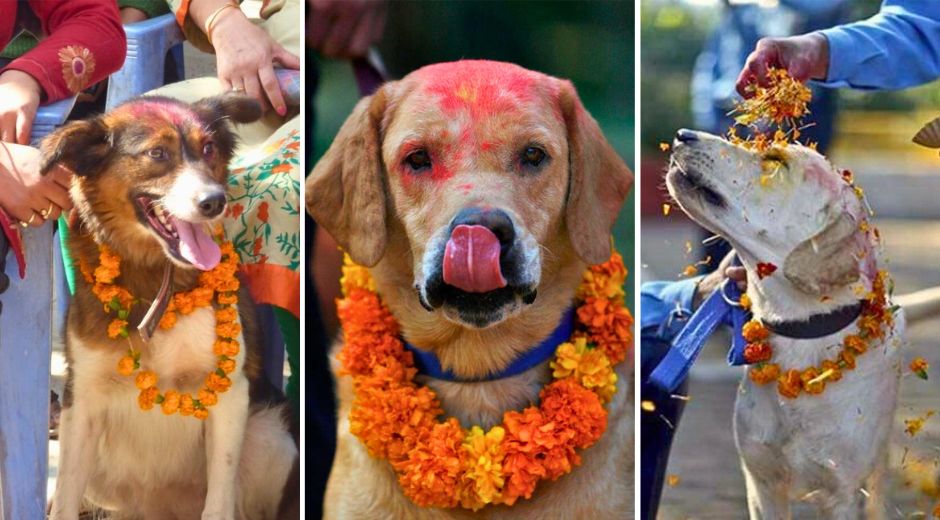 Doggo Day The Kukur Tihar Is an Annual Hindu Festival That Celebrates Dogs
