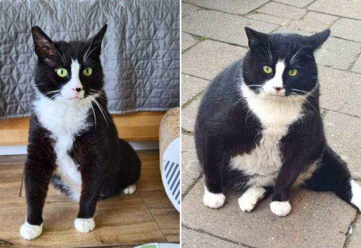 Gacek, Poland’s Most Famous Fat Cat, Survived a Kidnapping Attempt and Health Issues - Has Now Ditched Fame and Lost Weight