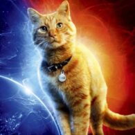 Brie Larson's pet Goose the Cat from Captain Marvel/The Marvels