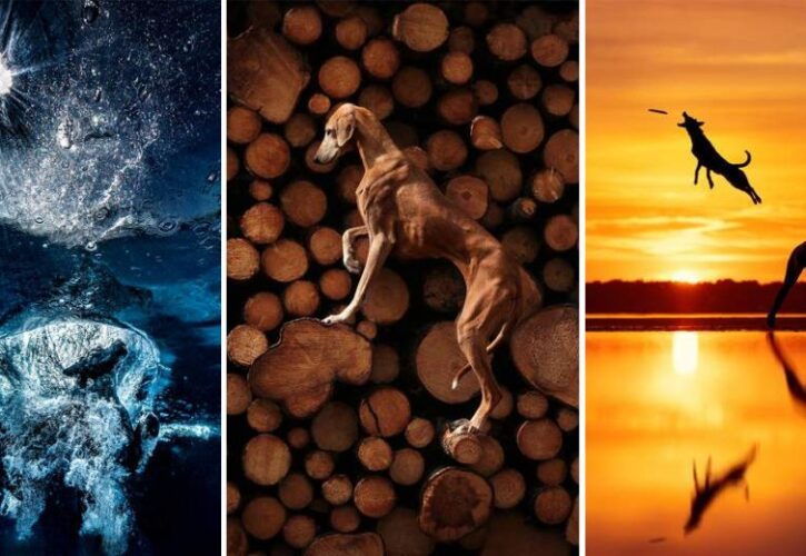 See the Incredible Winning Images From the 2023 International Dog Photography Awards