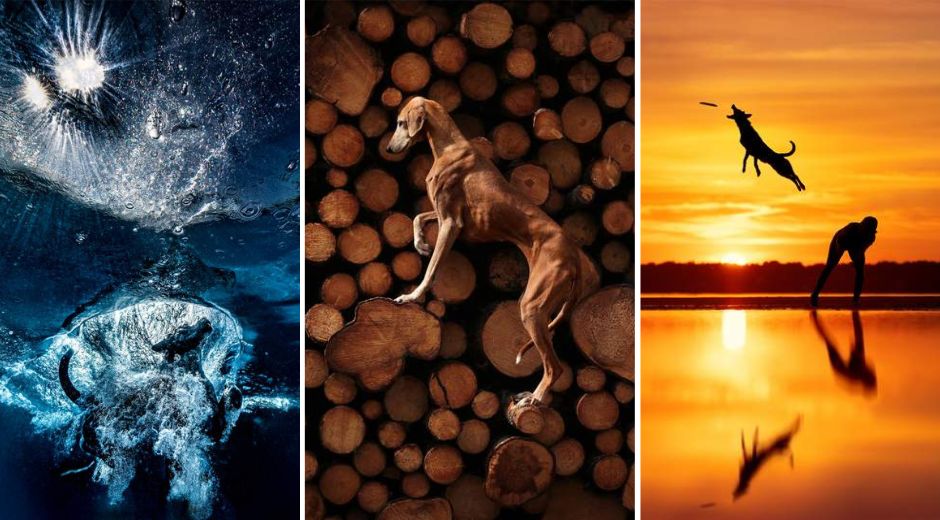 Incredible Winning Images From the 2023 Dog Photography Awards