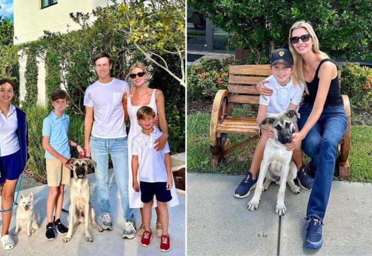 Staving Dog Abandoned Along a Highway Adopted by Ivanka Trump
