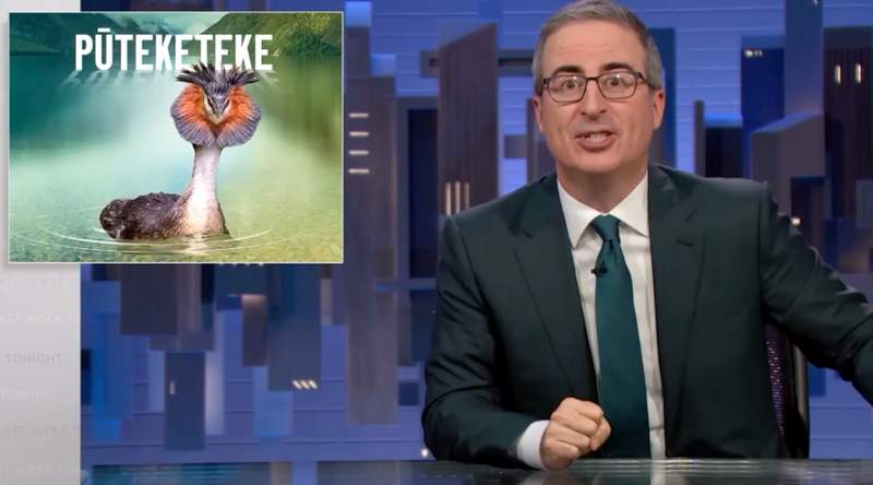 John Oliver campaigning for the pūteketeke for bird of the year in New Zealand