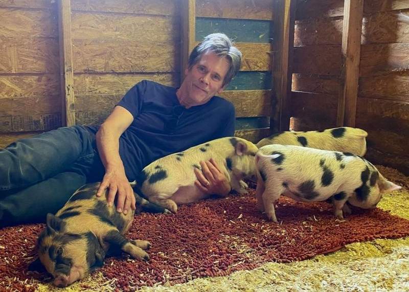 Kevin Bacon's pet pigs