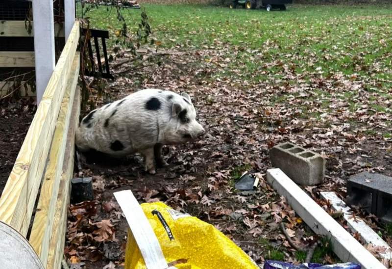 Kevin Bacon the pig escaped from his farm in Pennsylvania