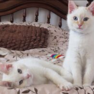 Lina Lecompte's pet White Cats