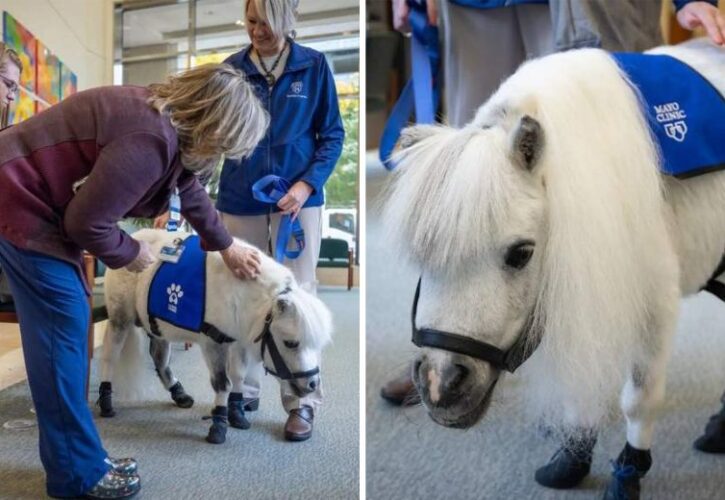 Meet Munchkin, Mayo Clinic’s First Mini Therapy Horse