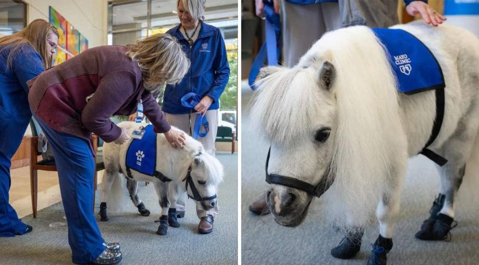 Meet Munchkin the first mini therapy horse at the Mayo Clinic