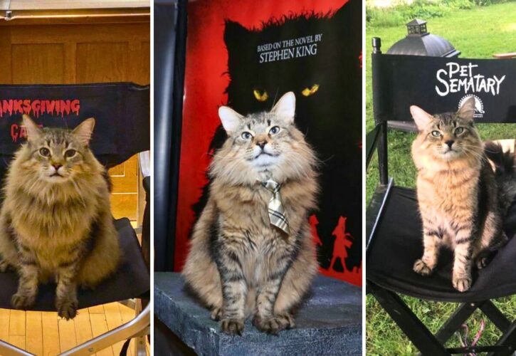 Meet Tonic, the Rescue Cat Turned Horror Actor From ‘Pet Sematary’ and ‘Thanksgiving'