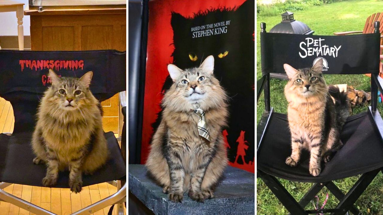 Meet tonic the cat horror actor from Pet Sematary and Thanksgiving