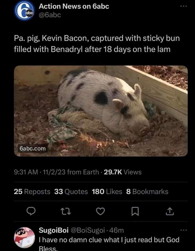 Meme about Kevin Bacon the missing pig