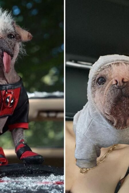 Ryan Reynolds: Did Dogpool save the day? Not a chance in gremlin hell. But  she IS currently causing the Disney plushy merch department nightmares.  Coming with the movie, Summer 2024 : r/MarvelStudiosSpoilers