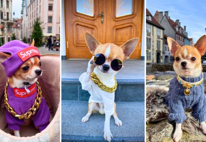 The Joy of the Chase – This Chihuahua Could Be the Tiniest Traveling Fashion Influencer