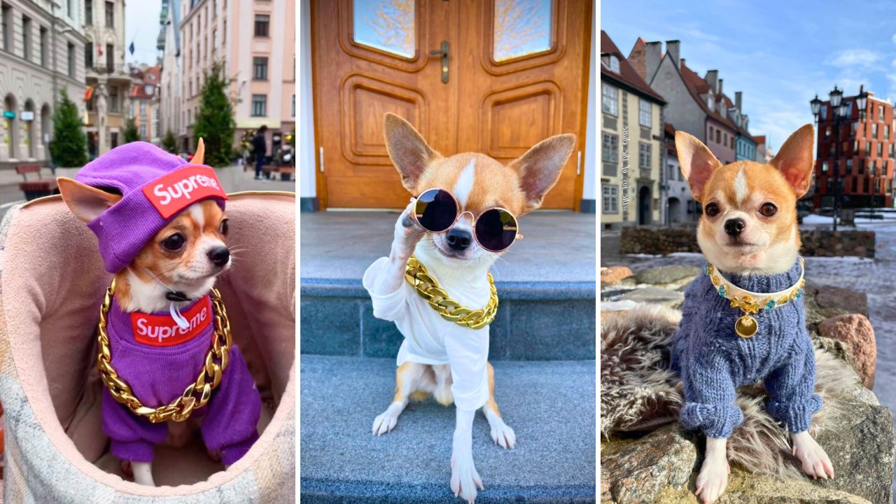 The Joy of the Chase - This Chihuahua Could Be the Tiniest Fashion Influencer