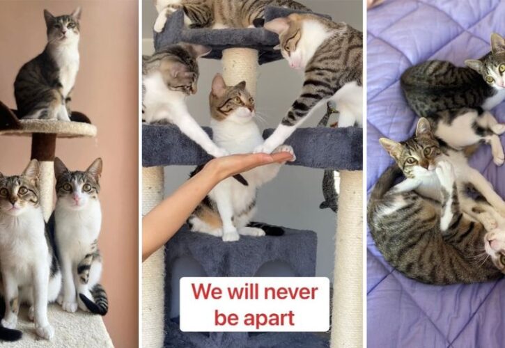 The Nice Rascals: Laughs and Lessons with 10 Rescue Cats