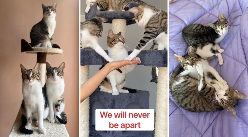 The Nice Rascals Laughs and Lessons with 10 Rescue Cats