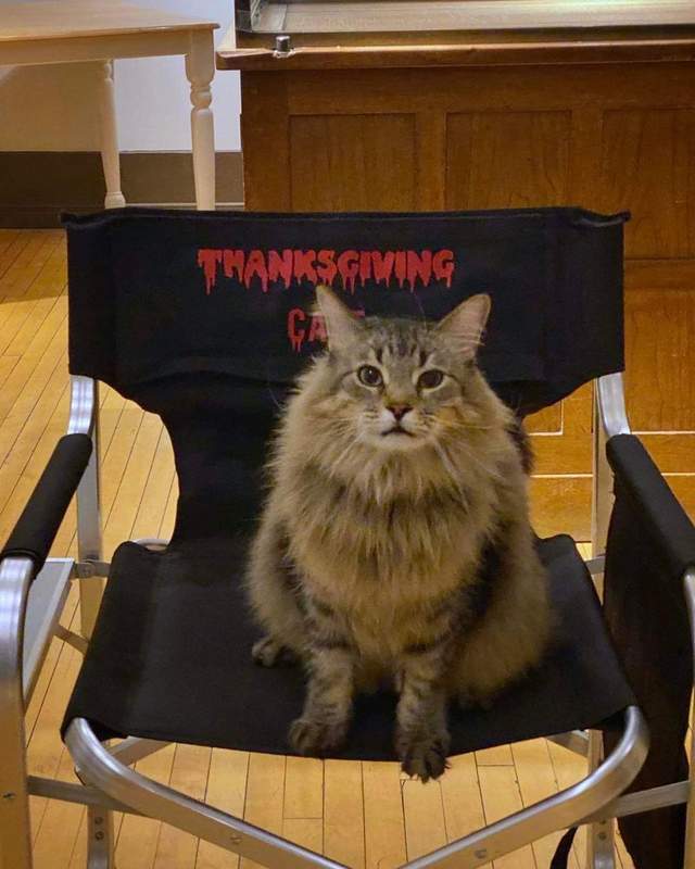 Tonic the cat actor on the set of Thanksgiving movie