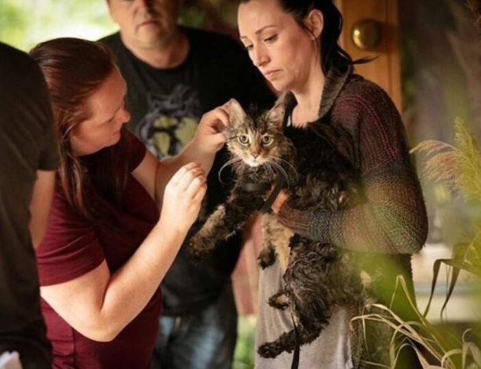Tonic the cat getting makeup for Pet Sematary