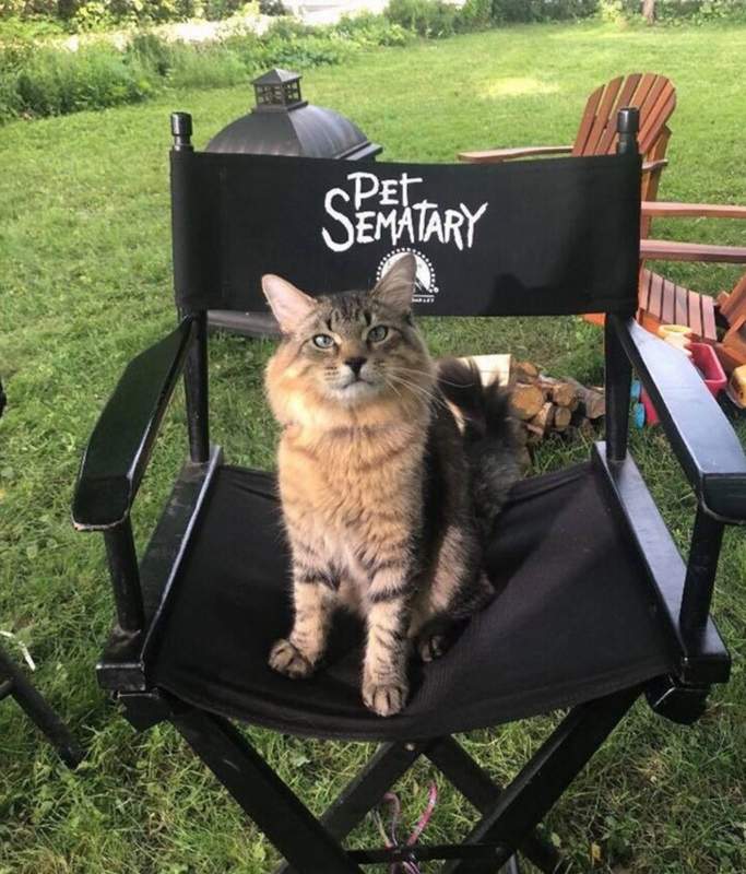 Tonic the cat on the set of Pet Sematary