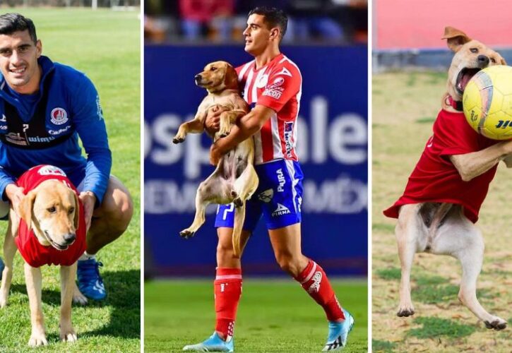 Tunita the Stray Dog Crashed a Soccer Game – So the Home Team Adopted Her as Their Mascot!