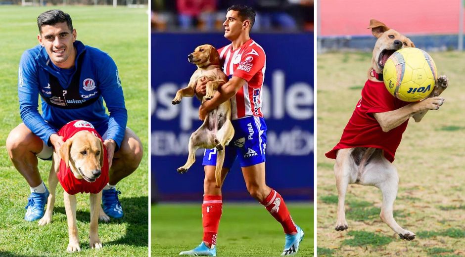 Tunita the Stray Dog Stormed a Soccer Game in Mexico so the Home Team Adopted Her as Their Mascot