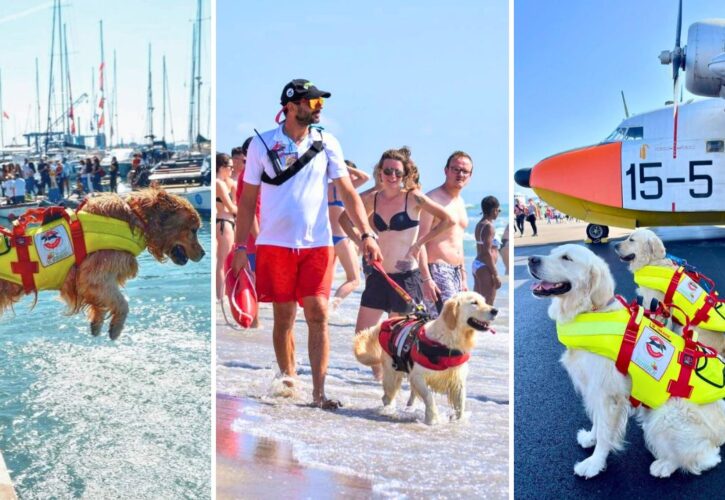 Italy Has Over 300 Dog Lifeguards That Help Save Thousands of Swimmers Each Year