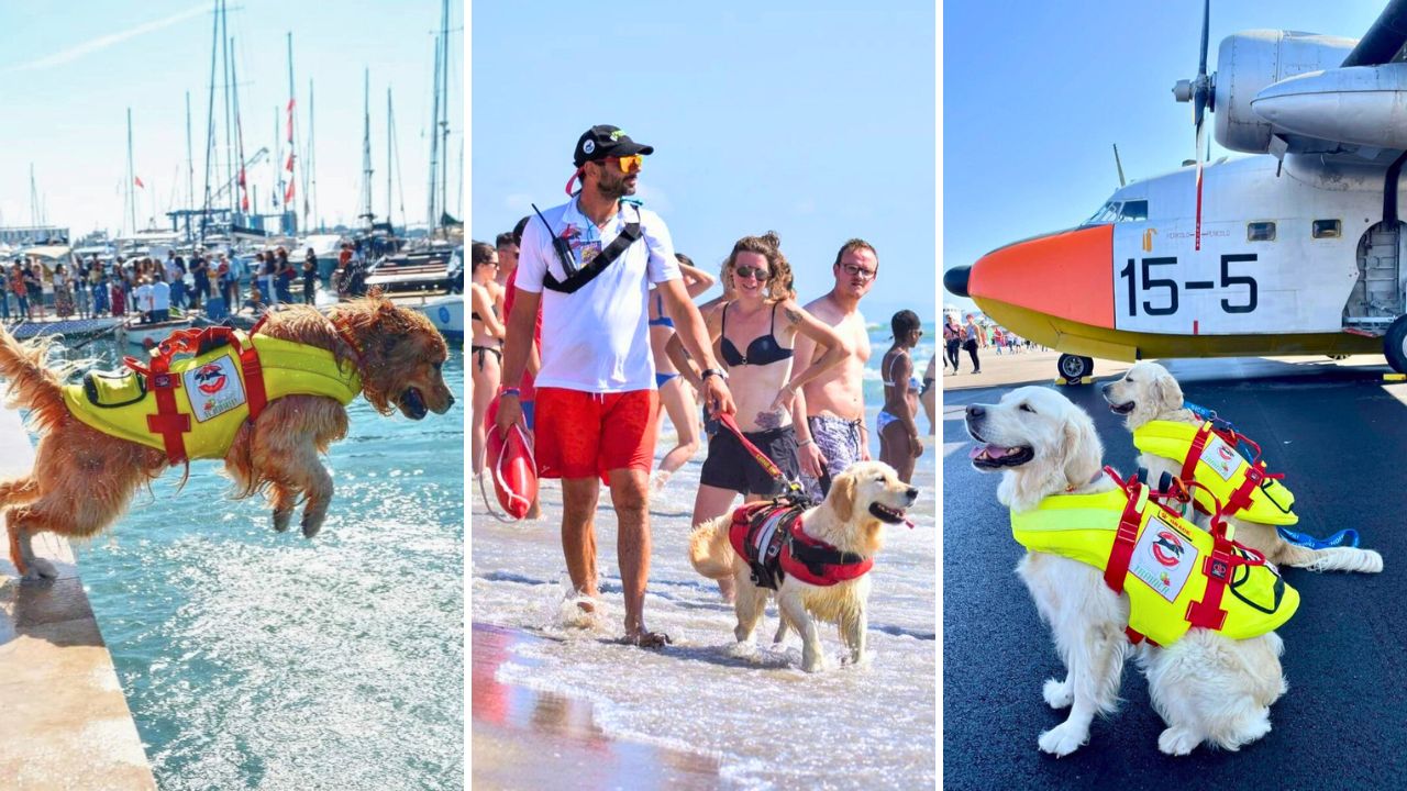 Beaches in Italy have dog lifeguards